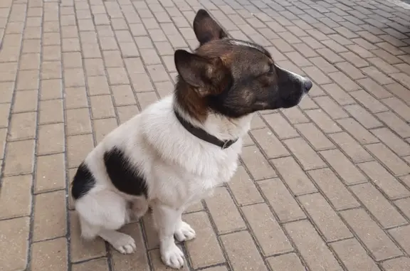 Найдена собака на Клыкова, Курск