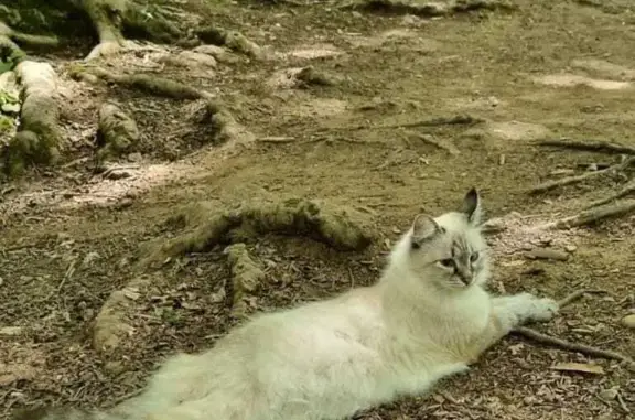 Объявления о пропавших и найденных животных, Краснодар, фото: Пропала кошка Рицца, Кутовая ул., 19/1