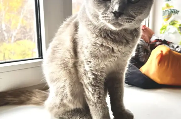 Найдена кошка вислоухая возрастом до года, г. Алексеевское, Татарстан