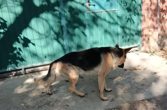 Собака найдена в п. Новознаменском, ул. Базарная, Краснодарский край