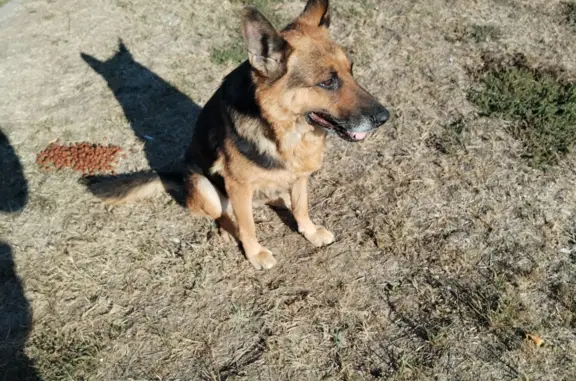 Найдена собака на Анапском шоссе, ищем владельца