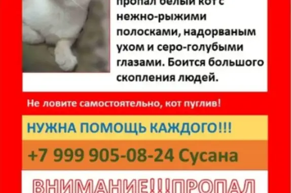 Пропала кошка в Лобне, ул. Иванищенко