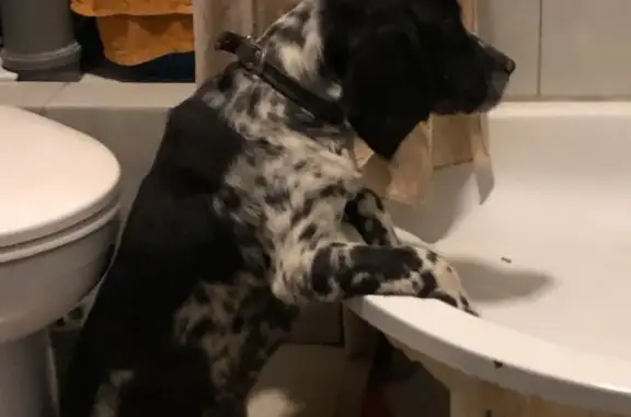 Собаки потеряшки, Волгоград, фото: Потеряшка собака: спаниель русский, Ковенская ул. 4А, Волгоград