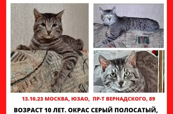 Пропала кошка Кот, 10 лет, пр. Вернадского, 89, Москва