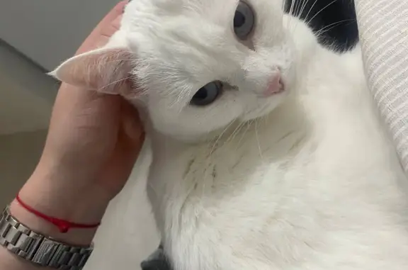 Пропала белая кошка с голубыми глазами в ХМАО