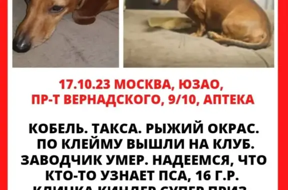 Собака найдена на пр. Вернадского, Москва
