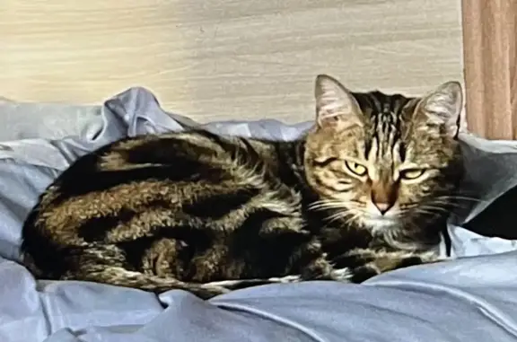 Пропала кошка Кошечка, проспект Нефтяников, 25