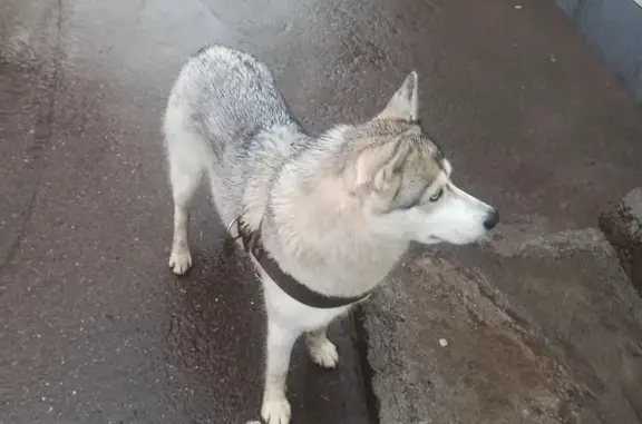 Собака найдена около Мира, 7 в Казани