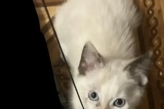 Пропала белая кошка с голубыми глазами, ул. Октябрьский проспект, 30