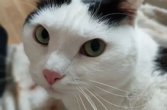 Найдена кошка в Челябинске, ищет новых хозяев