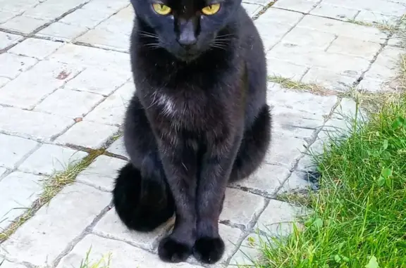 Пропала кошка Дуся, черная с белым пятном, Машиностроитель, Московская обл.