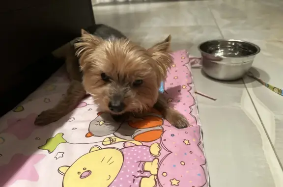 Найдена собака, Санкт-Петербург, фото: Найден йоркширский терьер в метро Крестовский остров, Рюхина ул., 8