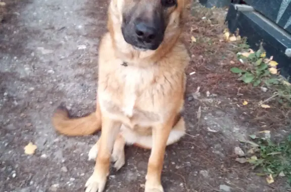 Найдена собака в районе садоводческого общества 'Ветеран 1', Ульяновская область