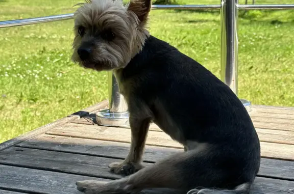 Собаки потеряшки, Санкт-Петербург, фото: Потеряшка собака Йоркширский терьер на Кемской улице, 1