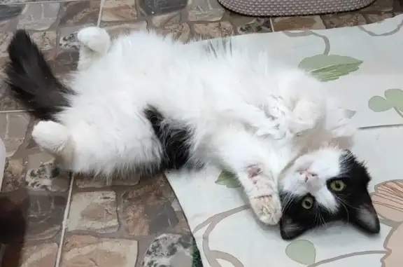 Пропала кошка Кот, белый с черными пятнами, ул. Карташева, 46Ж
