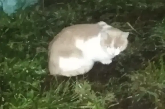 Найдена кошка, Крупный, белый с рыжим, Бауманская ул.