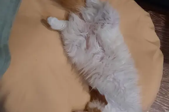 Кошки потеряшки, Новосибирск, фото: Потеряшка кошка на ул. Фадеева, 66, Новосибирск