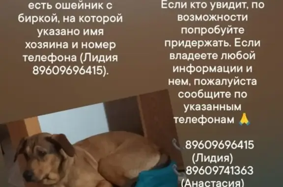 Пропала собака Жулик, ул. Ломоносова, 36, Томск