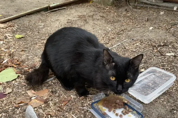 Найден котик в Саратове, нужен дом