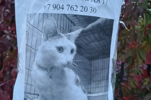 Найдена кошка: ул. Старая 17, Казань