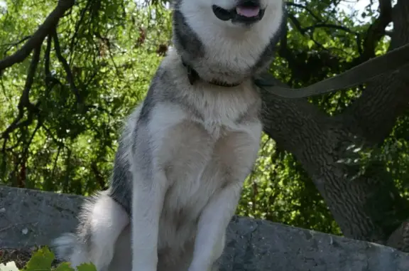 Пропала собака в лесу: Хаски, деревня Круглово, Нижегородская область