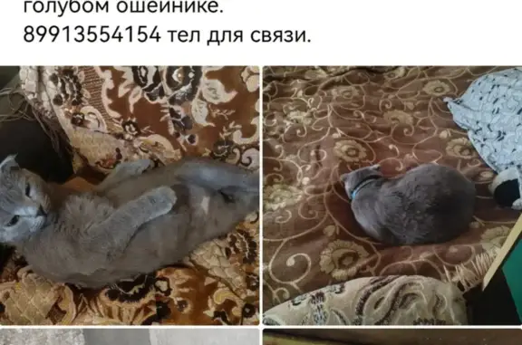 Пропала кошка Британка на ул. Степана Разина, 8
