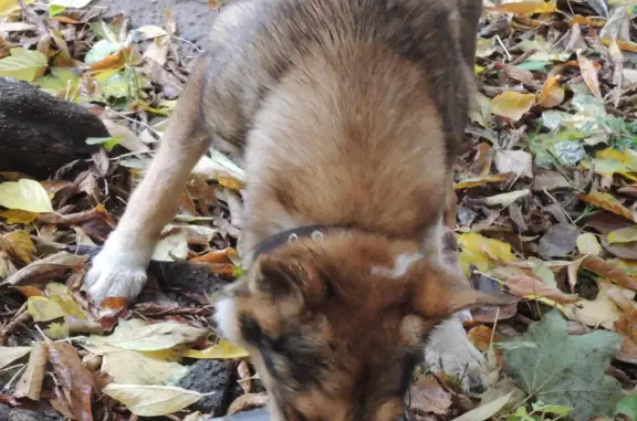 Собака найдена на ул. Усиевича 25, Москва