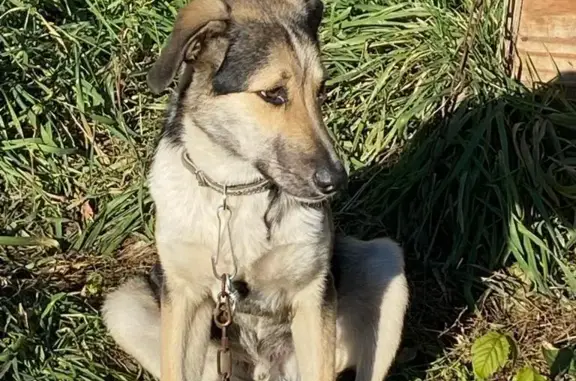 Найдена пугливая собака в садовом обществе, Восточный обход, Новосибирск