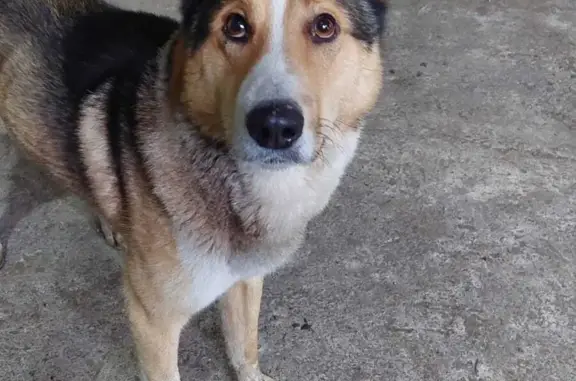 Собака с хвостом как у лаек найдена в Петропавловске-Камчатском