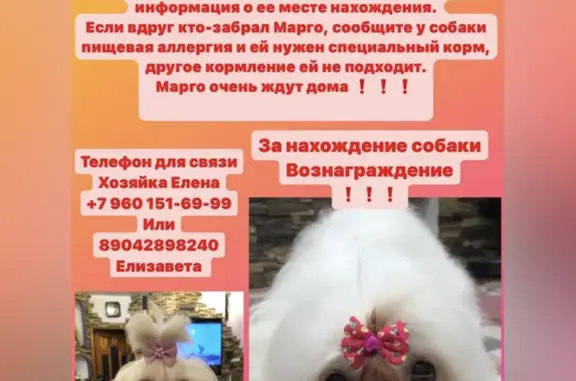 Пропала собака Марго, ул. Димитрова 2а, Липецк