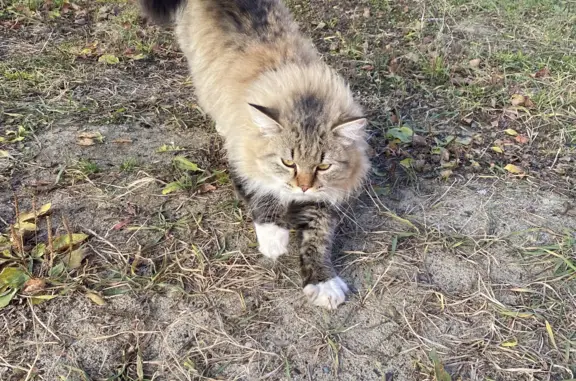Найдена пушистая кошка с ошейником на Вавилова, Югорск
