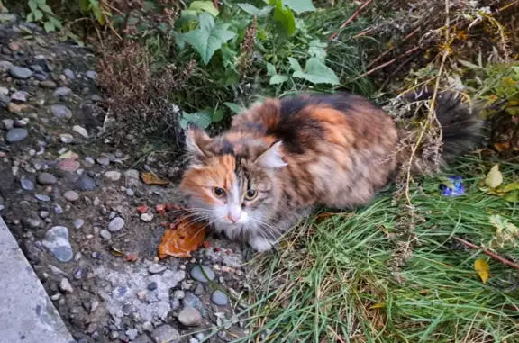 Найдена кошка в Абакане, ул. Ивана Ярыгина, 21