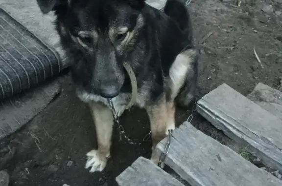 Пропала собака: Девочка, черно-рыжая, Нагорная ул., Ярославль