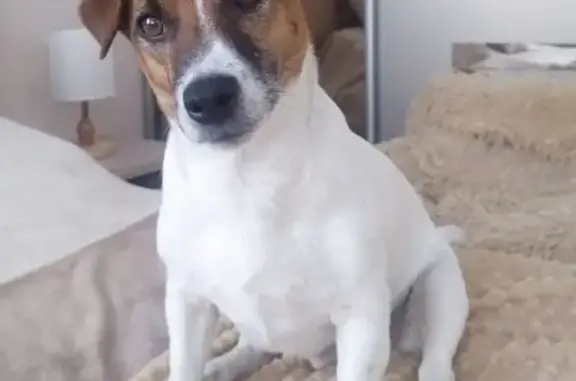 Собаки потеряшки, Санкт-Петербург, фото: Потеряшка собака на ул. Карпинского, СПб