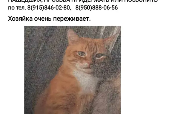 Пропала кошка Кузя, пр. Строителей 70, Иваново