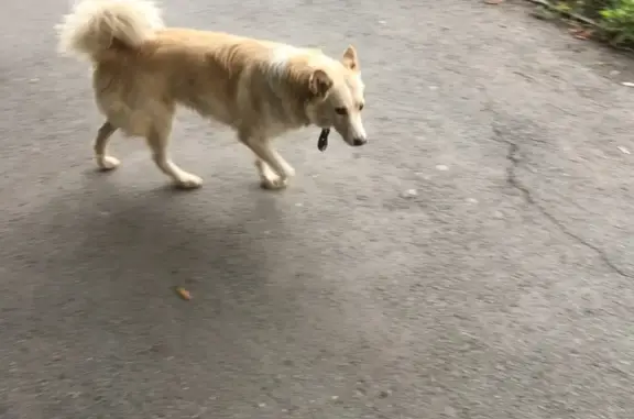 Собака с биркой найдена на улице Гагарина, Челябинск