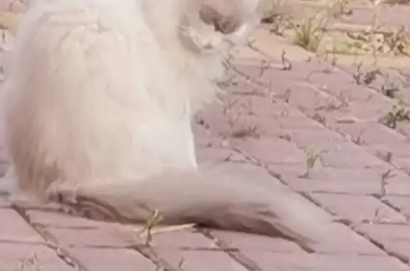 Пропала кошка Кот порода Регдол, окрас белый, серые ушки, хвост. 