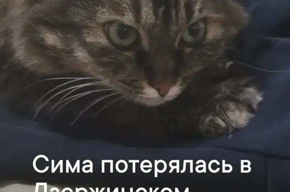 Пропала кошка на Иртышской ул., 54, Волгоград