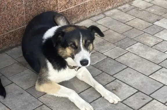 Потерянная собака в районе ЖК Шереметьевский квартал, ул. Зелёная, 25