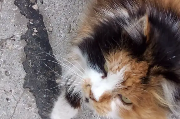 Найдена трехцветная кошка в Севастополе, пер. Токарева, 32