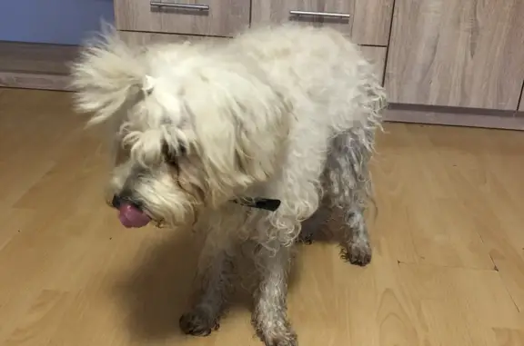 Найдена собака, Санкт-Петербург, фото: Найдена собака без адресника на ул. Бурцева, Санкт-Петербург