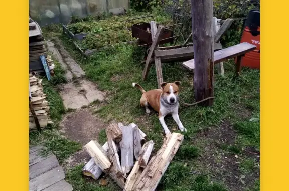 Собака умный щенок, ул. Карбышева 1, Первоуральск