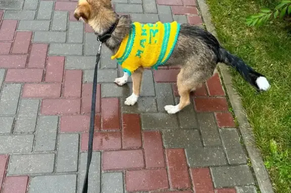 Потерянная собака ищет дом: Новочеркасская ул., 57, Тверь