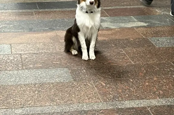 Собака найдена у перехода метро Проспект Вернадского, ул. Удальцова, Москва