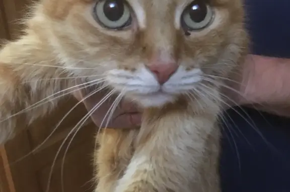 Крупная рыжая кошка найдена на Тимирязева, Хрущёво