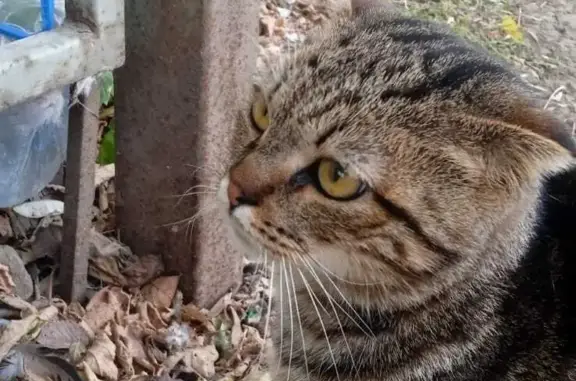 Потерян котик около магазина Радуга, Стартовая ул. 3, Ростов