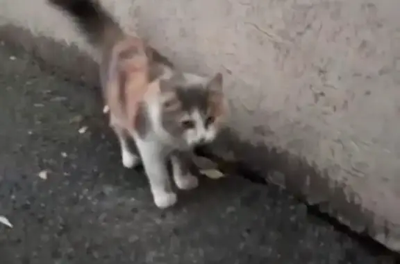 Потерянная кошка на Стартовой улице, 3, Ростов-на-Дону
