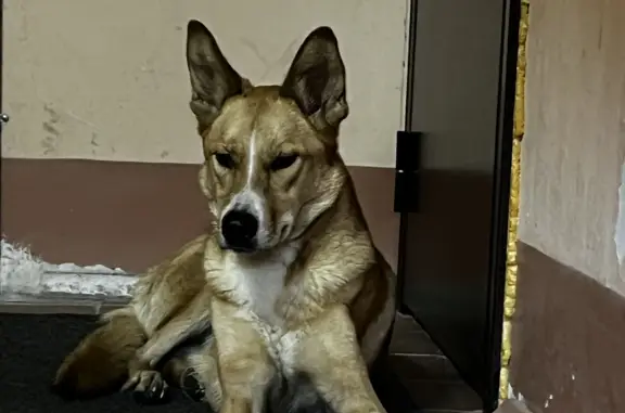 Потерянная собака на Кольском проспекте, 13 к2, Мурманск