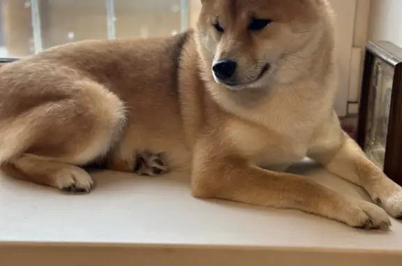 Собаки потеряшки, Нижний Новгород, фото: Потеряшка собака Сиба, рыжего окраса, Нижний Новгород, Красносельская