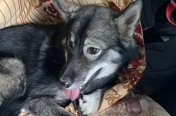Пропала собака в Липках, Тульская область